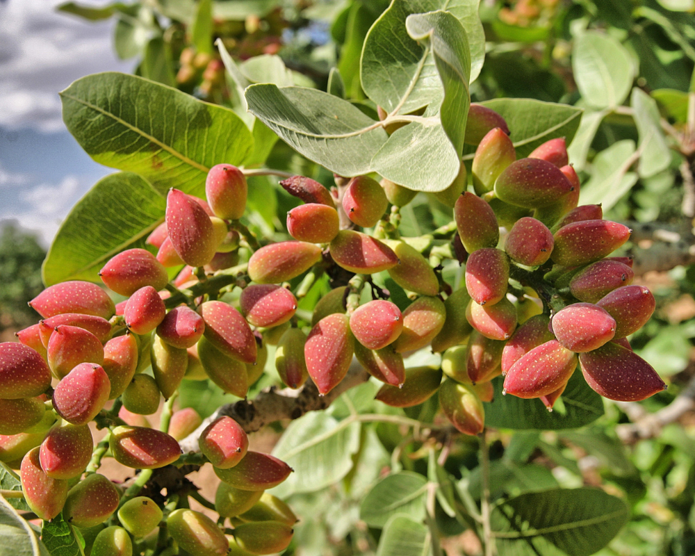 pistacchio verde di bronte